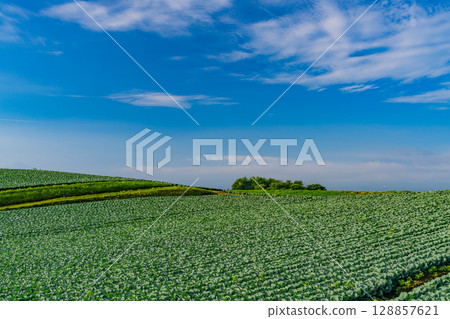 (Gunma Prefecture) Cabbage field in Tsumagoi Village (Gunma Prefecture) Cabbage field in Tsumagoi Village 128857621