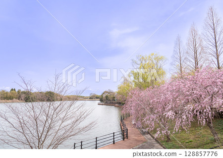三重縣四日市北星中央公園的春天。漫步於櫻花、池塘和木棧道之間。 三重縣四日市北星中央公園的春天。漫步於櫻花、池塘和木棧道之間。 128857776
