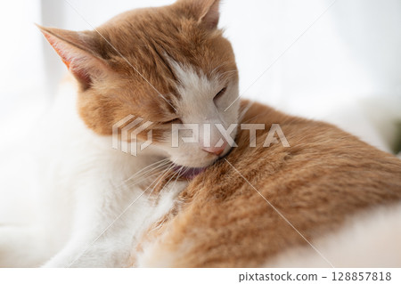 Grooming cat, brown tabby and white 128857818