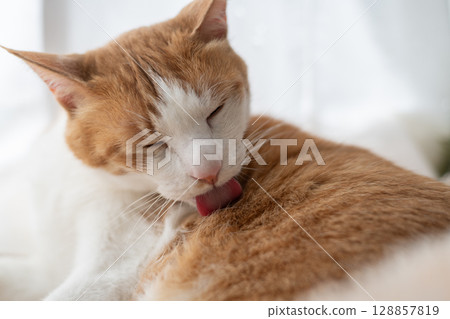 Grooming cat, brown tabby and white 128857819
