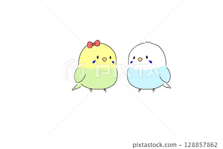 Budgerigar couple 128857862