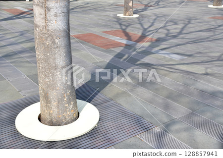 櫸樹和陰影 128857941