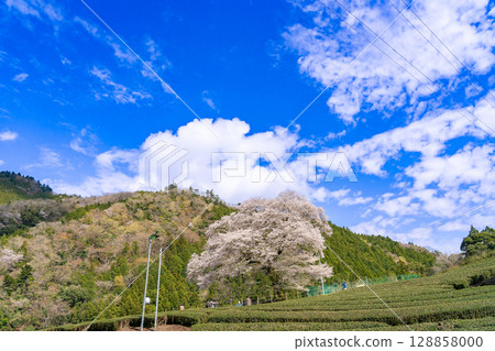 Mizume Sakura, Ushidai, a 300-year-old cherry tree in a tea field in Kawane-cho, Shimada City, Shizuoka Prefecture 128858000