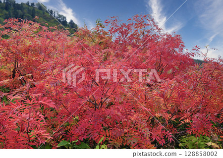 Bright red rowan leaves at Midagahara, Mt. Tateyama 128858002