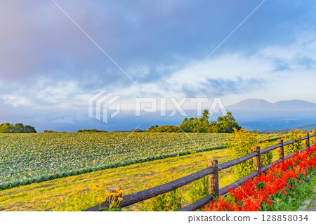 （群馬縣）嬬戀村澤坂街道停車場的花壇和高麗菜田 128858034