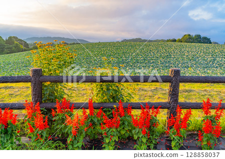 (Gunma Prefecture) Flower beds and cabbage fields at the Sawayaka Kaido parking lot in Tsumagoi Village 128858037