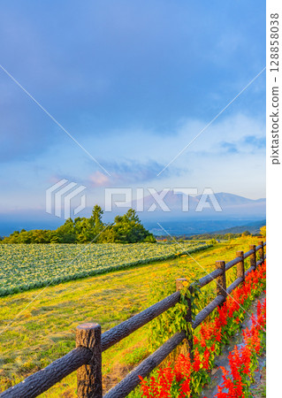 (Gunma Prefecture) Flower beds and cabbage fields at the Sawayaka Kaido parking lot in Tsumagoi Village 128858038