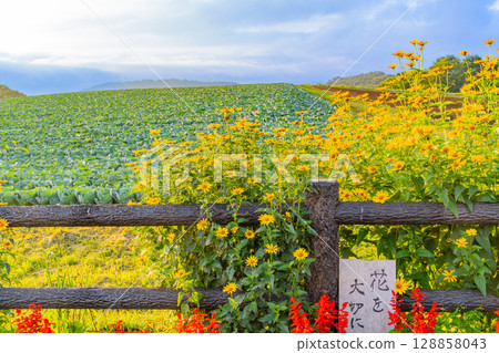 (Gunma Prefecture) Flower beds and cabbage fields at the Sawayaka Kaido parking lot in Tsumagoi Village 128858043