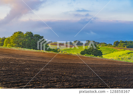 (Gunma Prefecture) Cabbage field in Tsumagoi Village: Preparing for planting seedlings 128858167