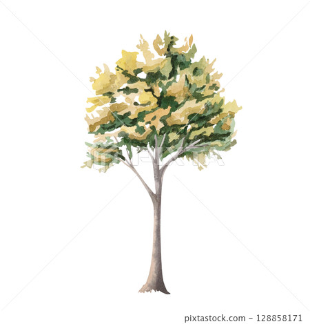 Autumn tree in yellow and green tones. Isolated watercolor illustration for garden center brochures, apartment interior, restaurant seasonal menu, postcard printing. 128858171