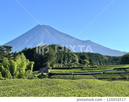 夏季茶園和富士山 夏季茶園和富士山 128858517