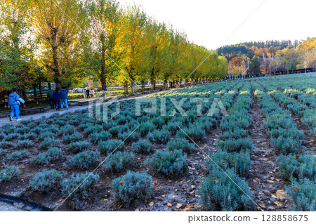 Autumn scenery of Farm Tomita Autumn scenery of Farm Tomita 128858675