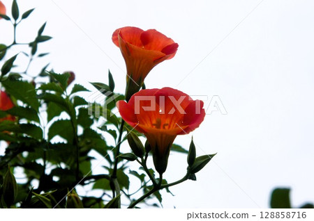 Bright orange Trumpet Creeper 128858716