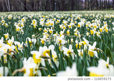 Daffodil field of yellow and white blooms forming a lush floral carpet 128859173
