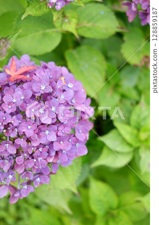 Flowers of large-leaved hydrangea. Pink and blue hedge of hydrangea. Garden flowers 128859187