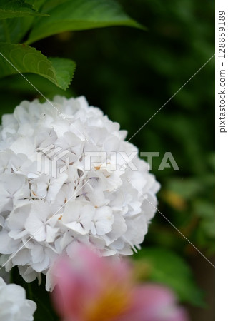 Flowers of large-leaved hydrangea. Pink and blue hedge of hydrangea. Garden flowers 128859189