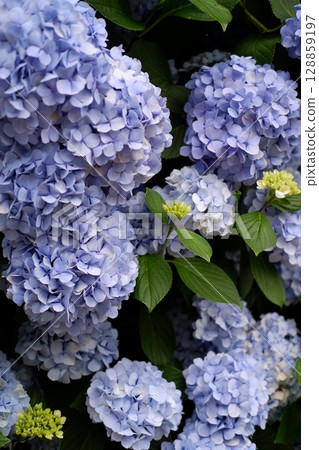 Flowers of large-leaved hydrangea. Pink and blue hedge of hydrangea. Garden flowers 128859197