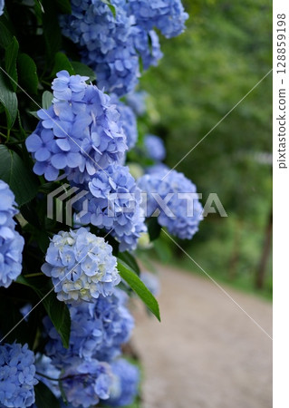 Flowers of large-leaved hydrangea. Pink and blue hedge of hydrangea. Garden flowers 128859198
