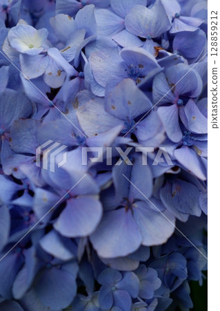 Flowers of large-leaved hydrangea. Pink and blue hedge of hydrangea. Garden flowers 128859212