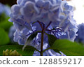 Flowers of large-leaved hydrangea. Pink and blue hedge of hydrangea. Garden flowers 128859217