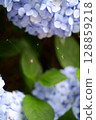 Flowers of large-leaved hydrangea. Pink and blue hedge of hydrangea. Garden flowers 128859218