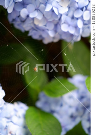 Flowers of large-leaved hydrangea. Pink and blue hedge of hydrangea. Garden flowers Flowers of large-leaved hydrangea. Pink and blue hedge of hydrangea. Garden flowers 128859218