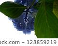 Flowers of large-leaved hydrangea. Pink and blue hedge of hydrangea. Garden flowers 128859219