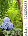 Flowers of large-leaved hydrangea. Pink and blue hedge of hydrangea. Garden flowers 128859223