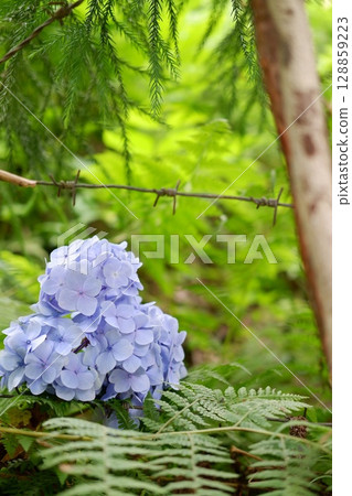 Flowers of large-leaved hydrangea. Pink and blue hedge of hydrangea. Garden flowers 128859223