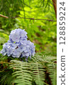 Flowers of large-leaved hydrangea. Pink and blue hedge of hydrangea. Garden flowers 128859224