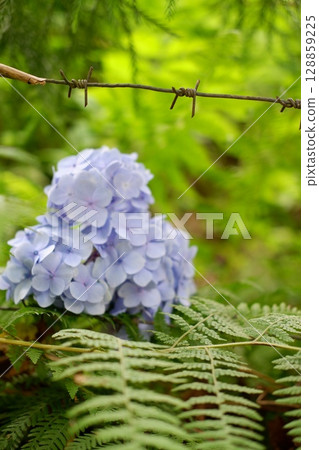 Flowers of large-leaved hydrangea. Pink and blue hedge of hydrangea. Garden flowers Flowers of large-leaved hydrangea. Pink and blue hedge of hydrangea. Garden flowers 128859225