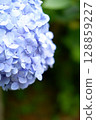 Flowers of large-leaved hydrangea. Pink and blue hedge of hydrangea. Garden flowers 128859227