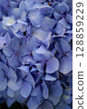 Flowers of large-leaved hydrangea. Pink and blue hedge of hydrangea. Garden flowers 128859229