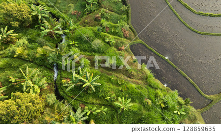 Aerial view of beautiful Rice Terraces surrounded by tropical forest in Bali, Indonesia. Balinese Rural scene. Aerial view of beautiful Rice Terraces surrounded by tropical forest in Bali, Indonesia. Balinese Rural scene. 128859635
