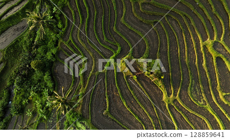 Aerial view of beautiful Rice Terraces surrounded by tropical forest in Bali, Indonesia. Balinese Rural scene. Aerial view of beautiful Rice Terraces surrounded by tropical forest in Bali, Indonesia. Balinese Rural scene. 128859641