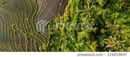Aerial view of beautiful Rice Terraces surrounded by tropical forest in Bali, Indonesia. Balinese Rural scene. Aerial view of beautiful Rice Terraces surrounded by tropical forest in Bali, Indonesia. Balinese Rural scene. 128859647