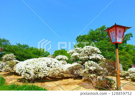 Azaleas in full bloom, White Azalea Park, Matsugaike Park, Nagai City 128859752