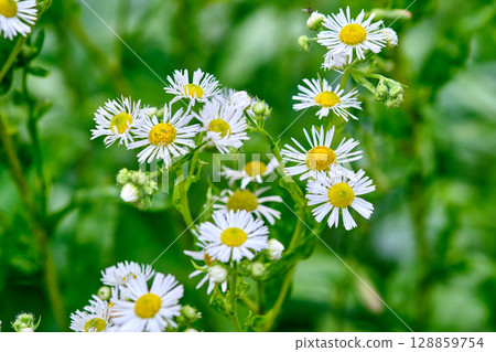 Wildflowers bloom vibrantly in a lush green meadow on a sunny summer day 128859754