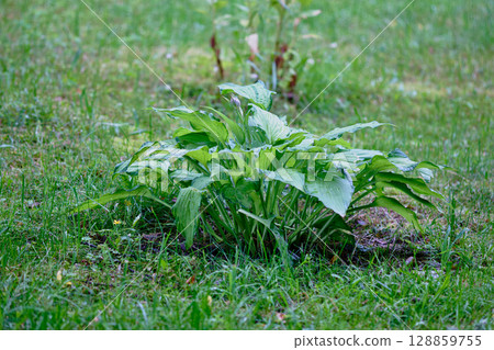 Green leafy plant growing in a grassy field during daylight hours in a natural setting 128859755