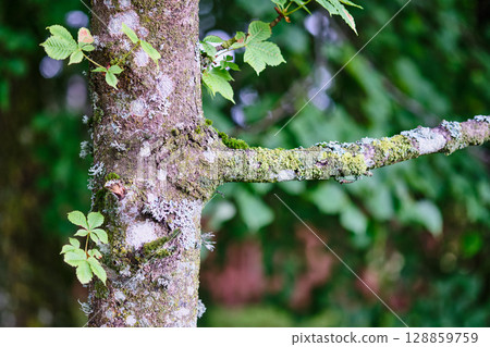 Close-up of a moss-covered tree branch showcasing vibrant greenery and texture in a forest setting 128859759