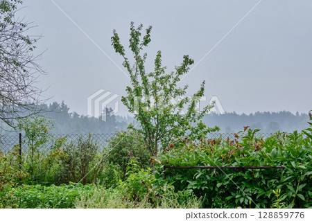 Quiet morning in a peaceful garden with mist and greenery near a fence Quiet morning in a peaceful garden with mist and greenery near a fence 128859776