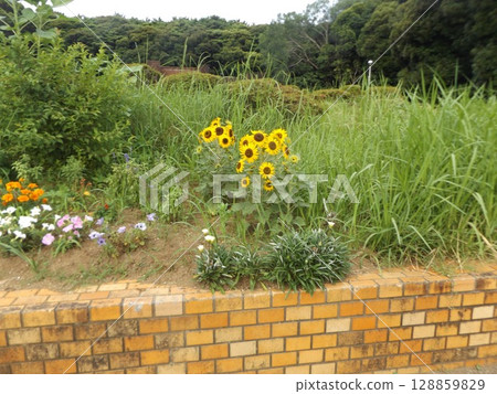 Dwarf sunflowers, petinias, and marigolds in the flowerbed at the entrance to Inage Seaside Park 128859829