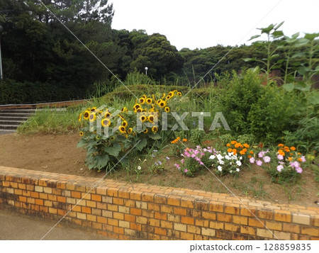 Dwarf sunflowers, petinias, and marigolds in the flowerbed at the entrance to Inage Seaside Park 128859835