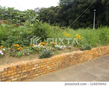 Dwarf sunflowers, marigolds, and petinias in the flowerbed at the entrance to Inage Seaside Park Dwarf sunflowers, marigolds, and petinias in the flowerbed at the entrance to Inage Seaside Park 128859842