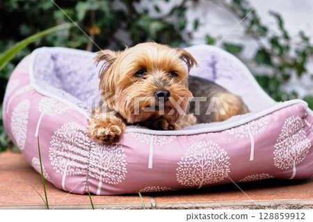 Cute small dog relaxes on a cozy pet bed in a lush garden setting during a sunny afternoon Cute small dog relaxes on a cozy pet bed in a lush garden setting during a sunny afternoon 128859912