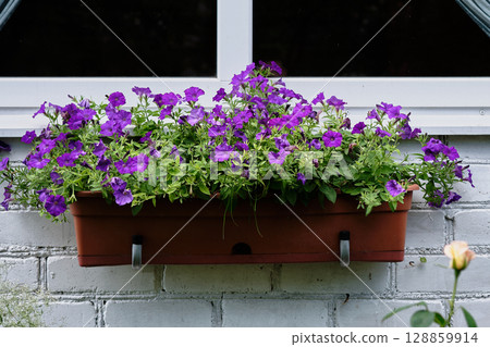 Flowering petunias in a window box brighten up a garden wall during springtime in a residential area Flowering petunias in a window box brighten up a garden wall during springtime in a residential area 128859914