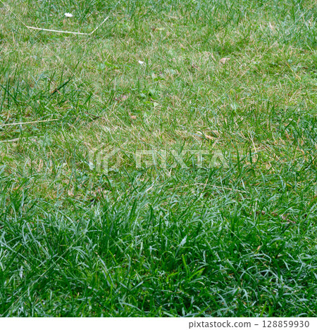 Lush green grass carpet in a sunny park during early spring afternoon Lush green grass carpet in a sunny park during early spring afternoon 128859930