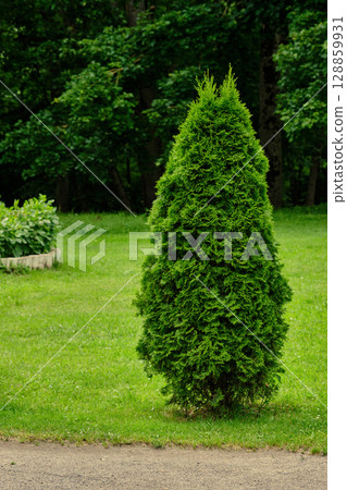 Lush green tree stands prominently in a peaceful park setting during midday Lush green tree stands prominently in a peaceful park setting during midday 128859931