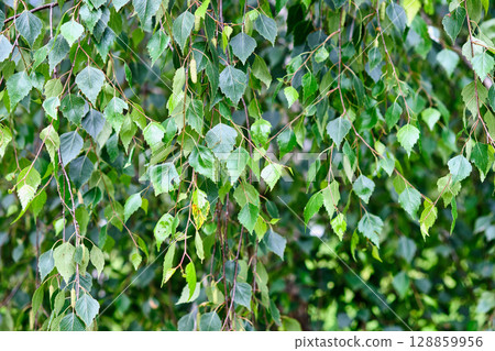 Green birch leaves swaying gently in the breeze during a sunny spring afternoon in a peaceful garden setting 128859956