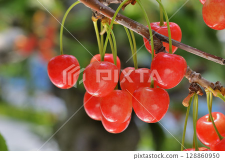 櫻桃 櫻桃 128860950